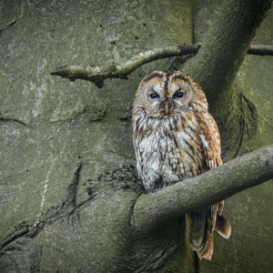 Redwell   10 0502017 (17 Of 240).jpg